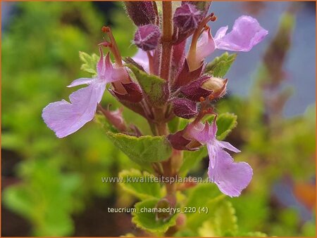 Teucrium chamaedrys