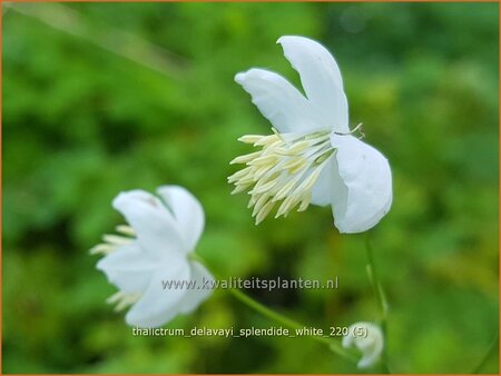 Thalictrum delavayi &#39;Splendide White&#39;