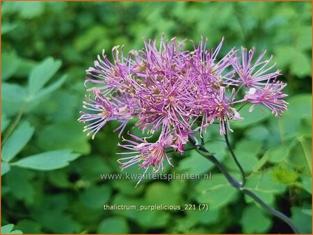Thalictrum 'Purplelicious'