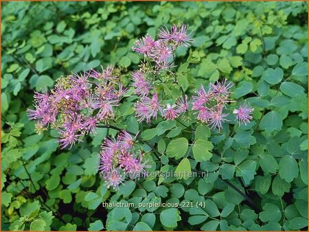 Thalictrum 'Purplelicious'