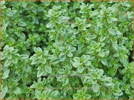 Thymus citriodorus &#39;Lemon Supreme&#39;