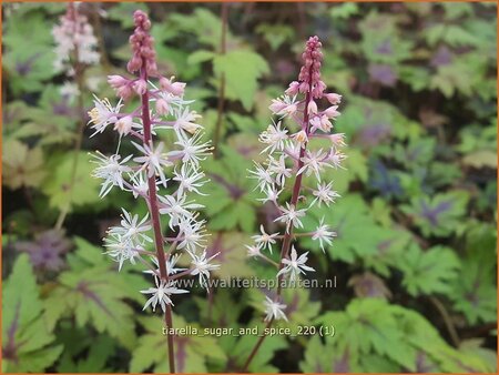 Tiarella &#39;Sugar and Spice&#39;