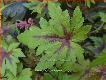 Tiarella &#39;Sugar and Spice&#39;