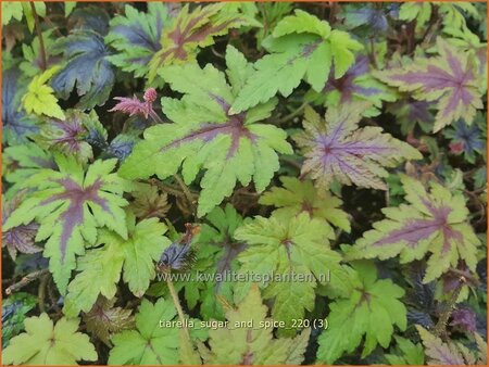 Tiarella &#39;Sugar and Spice&#39;