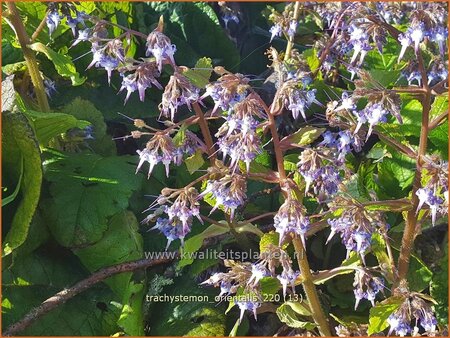 Trachystemon orientalis