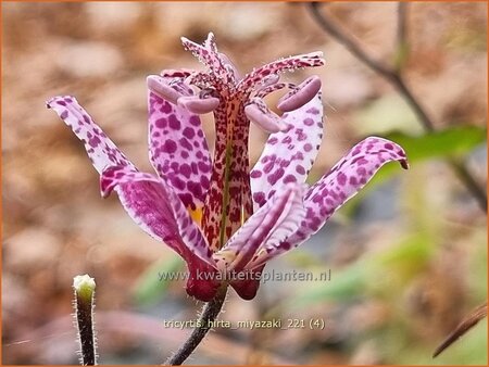 Tricyrtis hirta &#39;Miyazaki&#39;