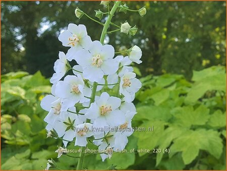 Verbascum phoeniceum &#39;Flush of White&#39;