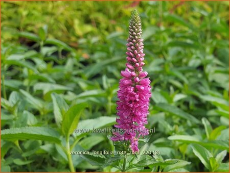 Veronica longifolia &#39;Rote Zora&#39;