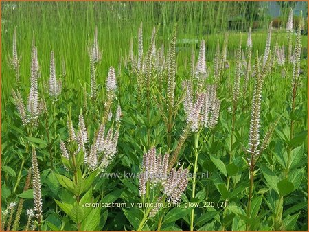 Veronicastrum virginicum &#39;Pink Glow&#39;