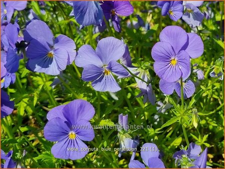 Viola cornuta &#39;Blue Perfection&#39;