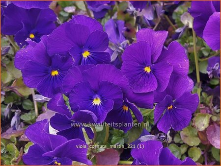 Viola cornuta &#39;Martin&#39;