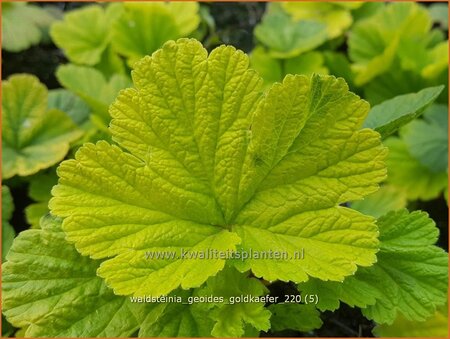 Waldsteinia geoides &#39;Goldkäfer&#39;