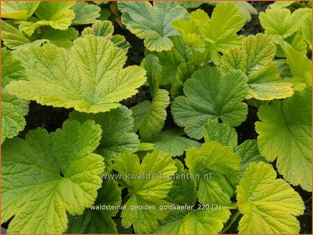 Waldsteinia geoides &#39;Goldkäfer&#39;