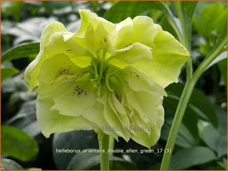 Helleborus orientalis &#39;Double Ellen Green&#39;