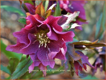 Helleborus orientalis 'Double Ellen Red'