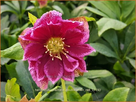 Helleborus orientalis &#39;Double Ellen Red&#39;