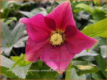 Helleborus orientalis 'Pretty Ellen Red'