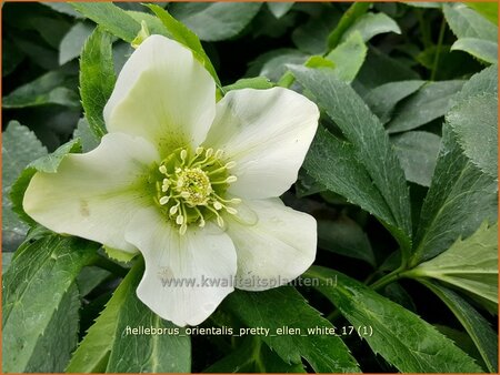 Helleborus orientalis &#39;Pretty Ellen White&#39;