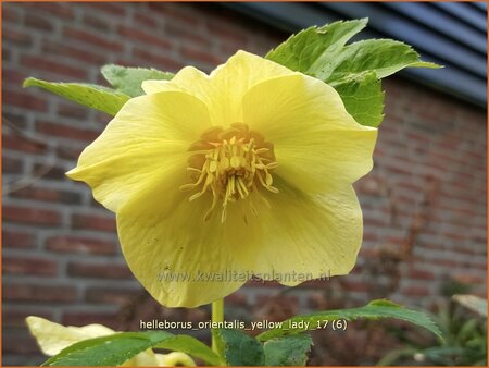 Helleborus orientalis &#39;Geel&#39;