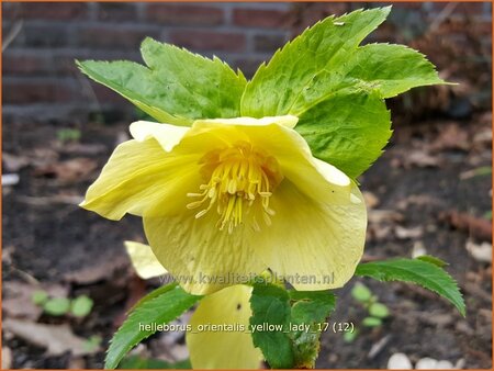 Helleborus orientalis &#39;Geel&#39;