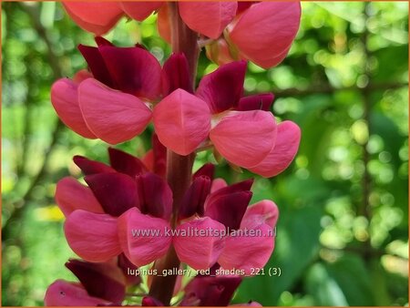 Lupinus &#39;Gallery Red&#39;