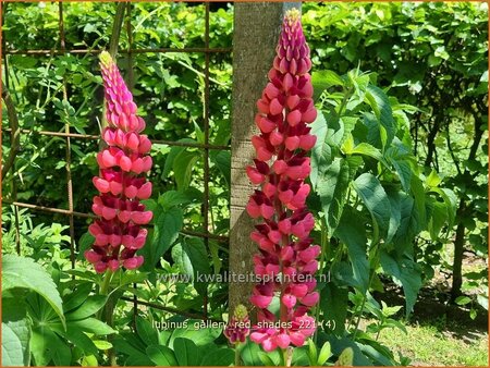 Lupinus &#39;Gallery Red&#39;