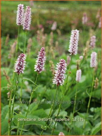 Persicaria bistorta &#39;Superba&#39;