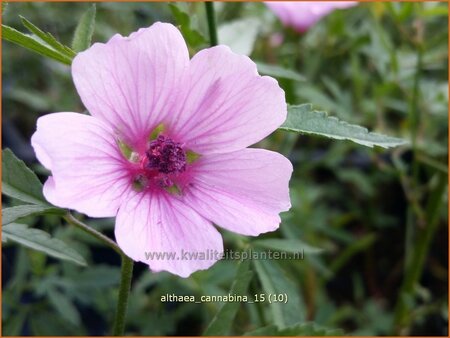 Althaea cannabina