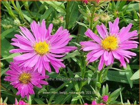 Aster novi-belgii &#39;Rosa Perle&#39;