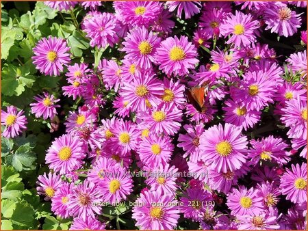 Aster novi-belgii &#39;Rosa Perle&#39;