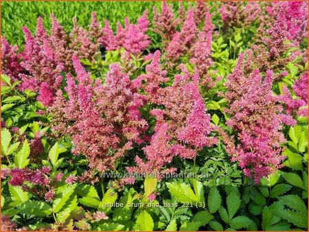 Astilbe 'Drum and Bass'