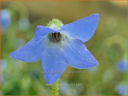 Borago pygmaea