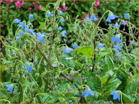 Borago pygmaea