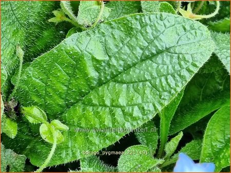 Borago pygmaea