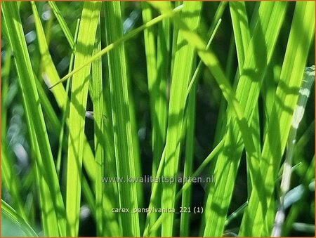 Carex pensylvanica