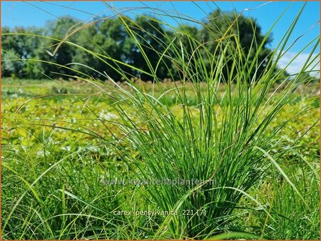 Carex pensylvanica