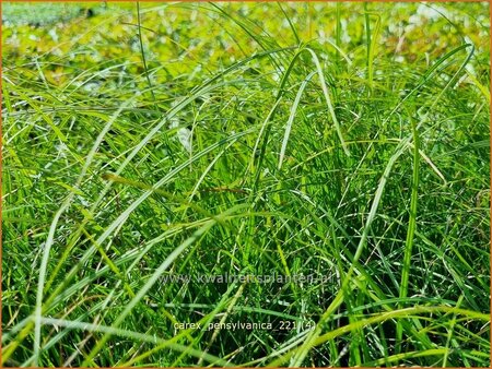 Carex pensylvanica