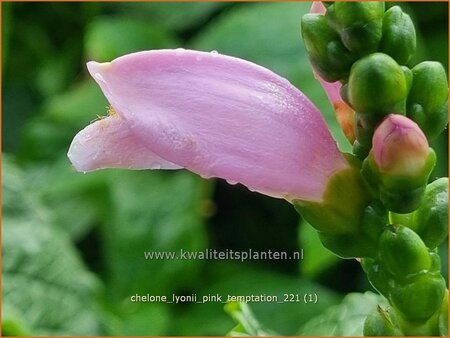 Chelone lyonii &#39;Pink Temptation&#39;