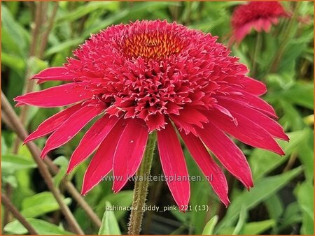 Echinacea &#39;Giddy Pink&#39;