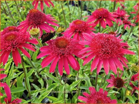 Echinacea &#39;Giddy Pink&#39;