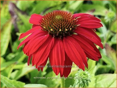 Echinacea purpurea &#39;Lakota Red&#39;