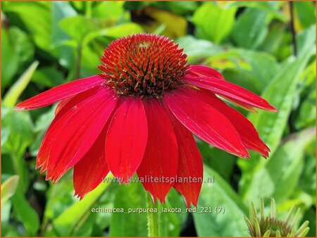 Echinacea purpurea 'Lakota Red'