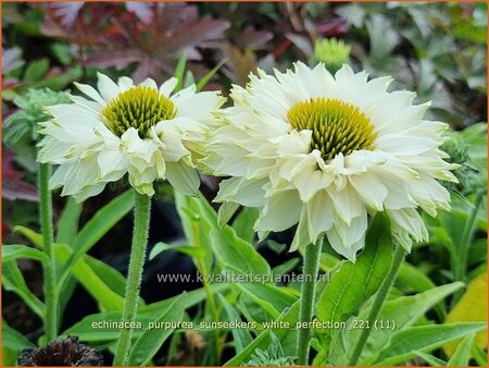 Echinacea purpurea &#39;Sunseekers White Perfection&#39;