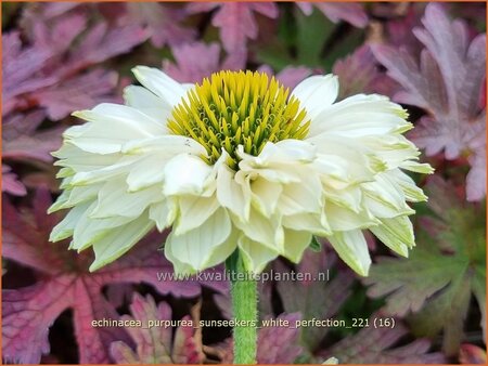 Echinacea purpurea &#39;Sunseekers White Perfection&#39;