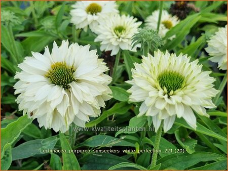 Echinacea purpurea &#39;Sunseekers White Perfection&#39;