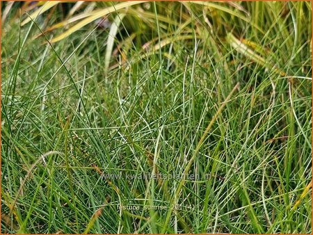 Festuca &#39;Sunrise&#39;