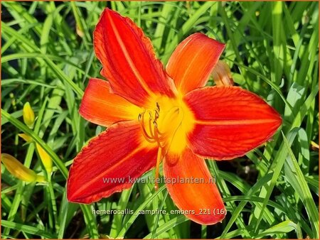 Hemerocallis &#39;Campfire Embers&#39;