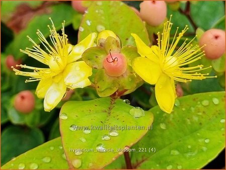 Hypericum &#39;Miracle Blossom&#39;