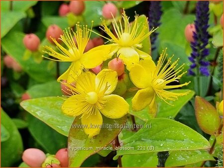 Hypericum &#39;Miracle Blossom&#39;