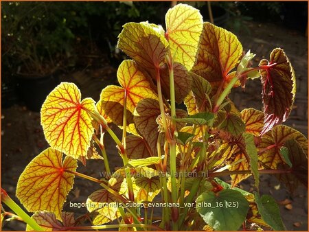 Begonia grandis subsp. evansiana var. alba